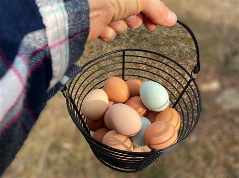 Why You Should Eat More Eggs: The Farm-to-Table Superfood — The Little Pallet Farmhouse