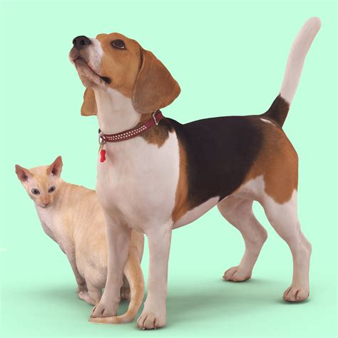 Dog 3D Models - Renderbot - 3D Animals