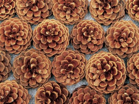 The Seed Cone at Mitchell Cushing blog