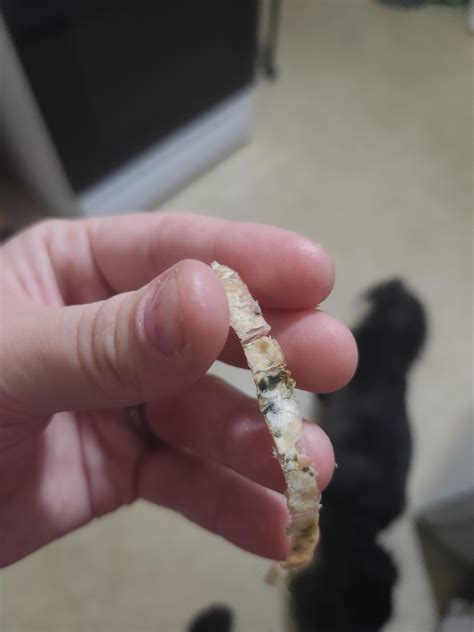 Please help I have extreme emetophobia (fear of throwing up) I ate a slice (hard salami) and ...