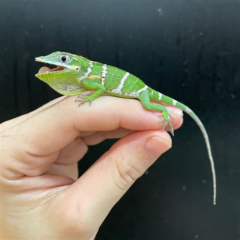 Thick White-Banded Cuban Knight Anole by Arlene’s Reptiles & Exotics ...