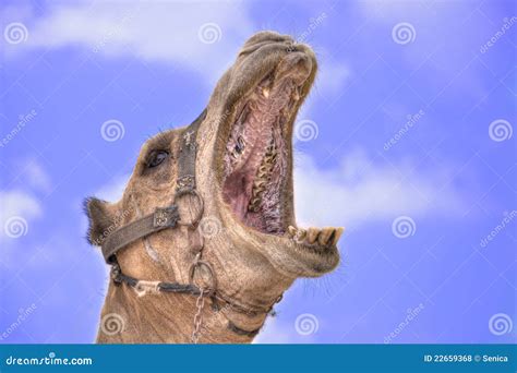 Camel With Mouth Open Wide Royalty Free Stock Photos - Image: 22659368
