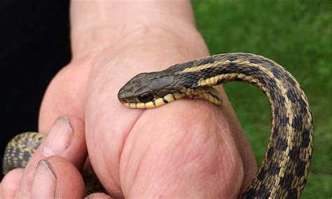 Baby Garter Snake: 10 Pictures and 10 Amazing Facts - A-Z Animals