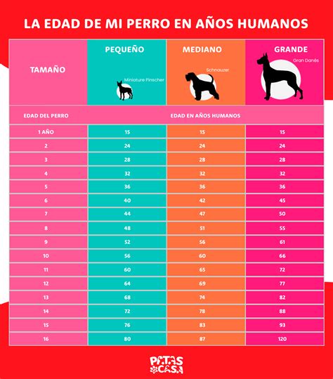 Guía definitiva para calcular la edad de tu perro | Patas en Casa