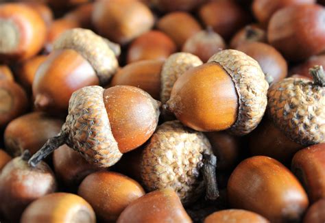 Brown Acorn
