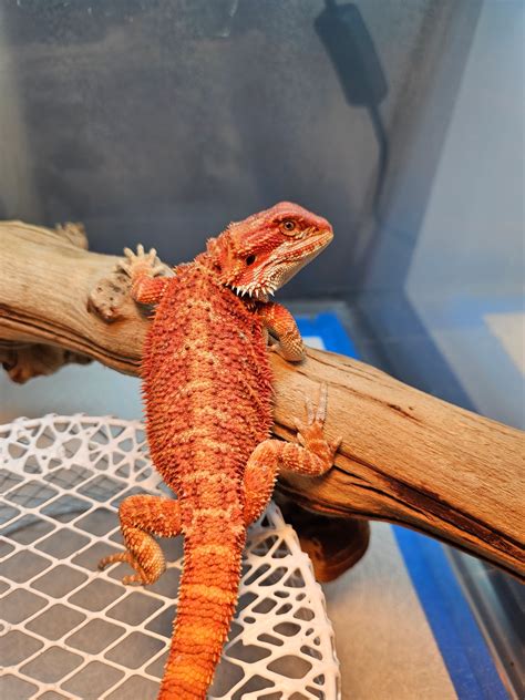 25 % Red Monster Hypo Central Bearded Dragon by Gold_country_dragons ...
