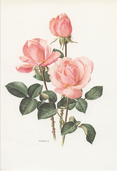 Pale Pink Castel Versailles Botanical Rose Print From 1985. Vintage ...