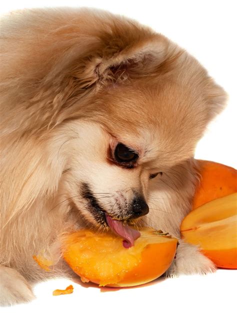 Can Dogs Eat Persimmons? - Healthier Steps
