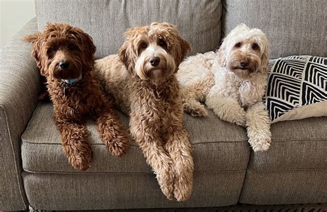 Labradoodle Full Grown Size