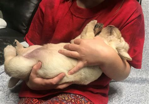 The Volhard Puppy Aptitude Testing and our Thoughts... - Endless ...