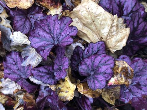 Really pretty purple leaves ? : r/whatsthisplant