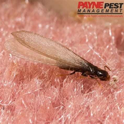 Flying Termites FAQ'S - Payne Pest | Pest & Termite Control