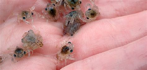 What Do Baby Crabs Look Like at Suzanne White blog
