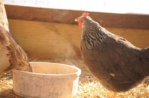 How to Keep Chickens Warm during the Winter - The Pioneer Chicks