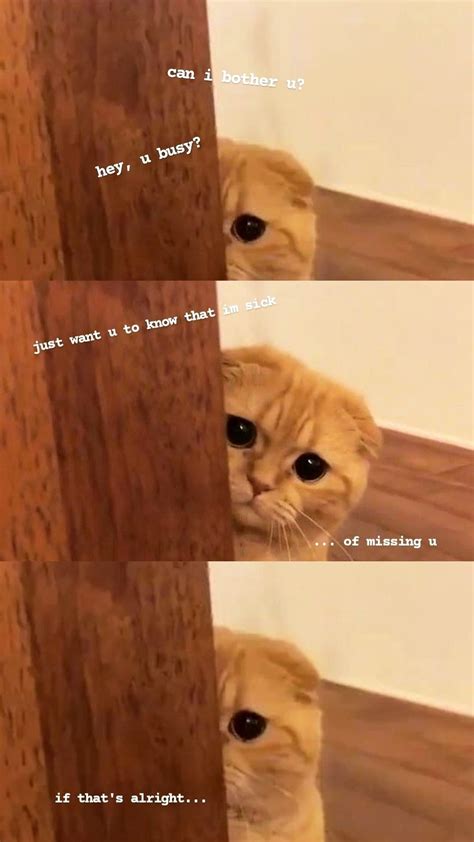 kode mantan | Funny cat wallpaper, Cute cats photos, Cat memes