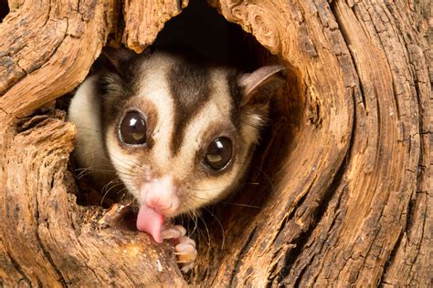 Sugar Glider
