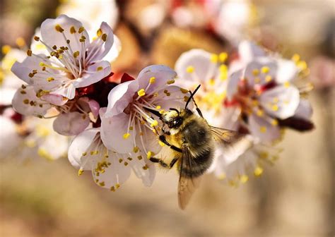 Exploring The Sleeping Habits of Honey Bees - Beekeeping 101