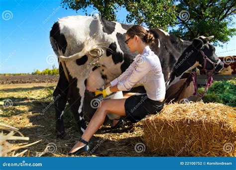Woman Milking Cow Stock Photography - Image: 22100752