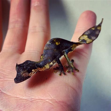 Leaf-Tailed Geckos - Make Excellent Pets - Learn About Nature