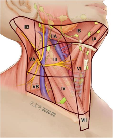 Cervical Lymph Nodes Levels