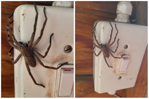 Enormous Venomous Spider Found Crouching Over Light Switch - Newsweek