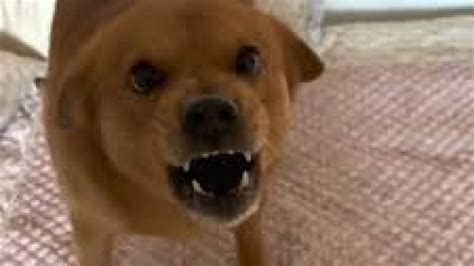 No hace falta saber chino para entender lo que pasa: Xiao Pang, el ...