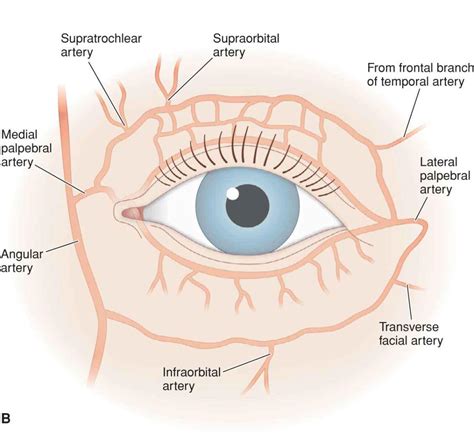 Eyelid Anatomy — Ophthalmology Review