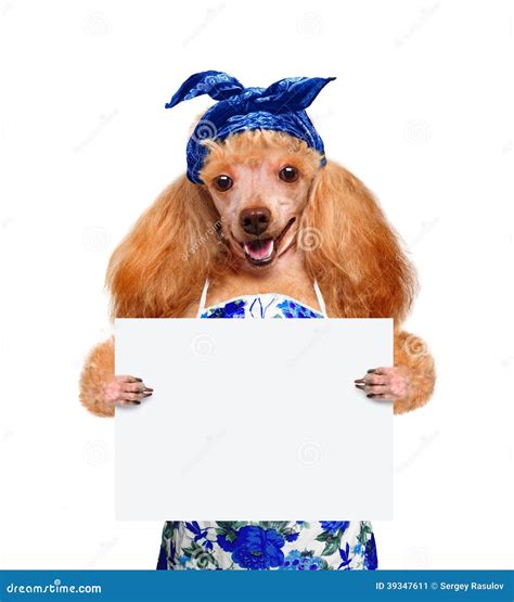 Housewife dog stock image. Image of isolated, home, apron - 39347611