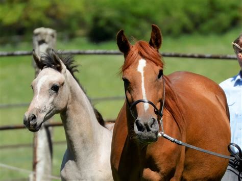 Horses with Stripe Face Markings - The Equinest