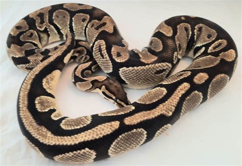Orange Dream Specter Ball Python by Pinewood Royal Pythons - MorphMarket