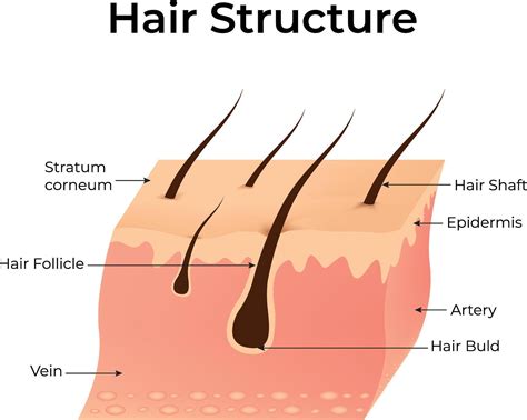 Hair Structure, Stratum Corneum, Hair Follicle, Vein, Artery, Hair Bild, Epidermis, Hair Shaft ...