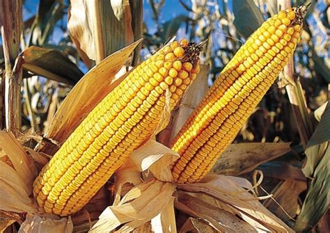 Truckers Favorite Yellow Corn Seed Dent Field Maize Treated Seeds 0 ...