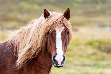 Equine Facial Marking