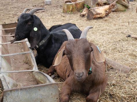 HOW TO TELL IF YOUR GOAT IS PREGNANT — Brimwood Farm