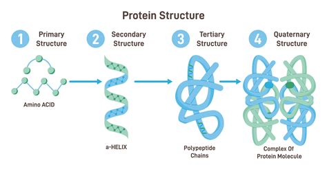 Protein Molecule Structure
