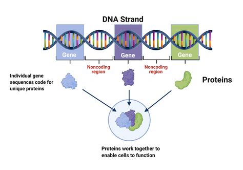 Nucleotides In Dna Are Composed Of