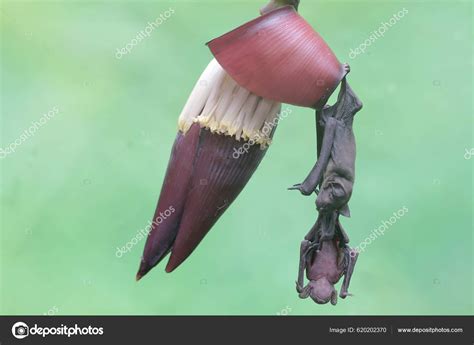Baby Fruit Bat With Mother