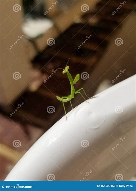 Baby Praying Mantis stock photo. Image of outdoors, mantis - 154529158