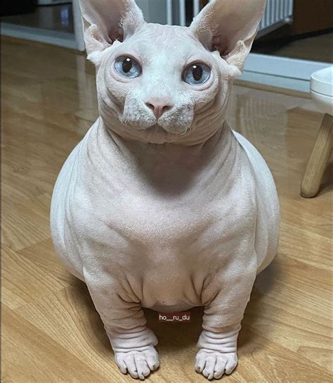 skrunkly | Cute hairless cat, Pretty cats, Cute baby animals