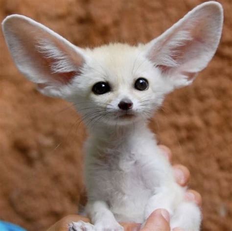 Pin by Jessi Walker on Cute fennec fox in 2025 | Fennec fox pet, Cute ...