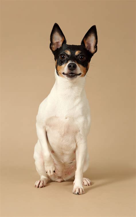Are Toy Fox Terriers Intelligent Dogs
