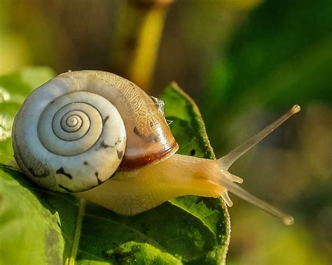 Snail - Learn About Nature