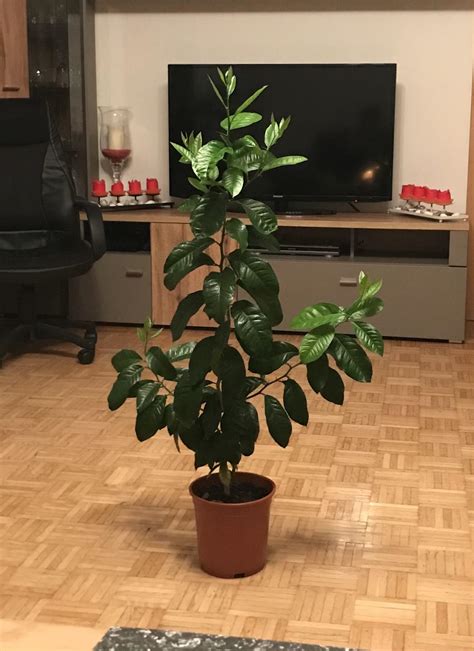 My lemon seedling is now 10 months old. I‘ve never seen a tree/bush ...