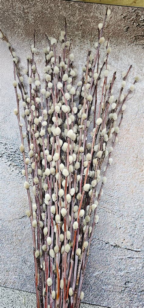 100PCS Size 50-60 Cm Dry Pussy Willow Stems,dry Flowers,easter ...
