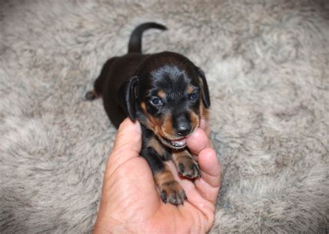 Black and Tan Dachshund Puppy for Sale | Select