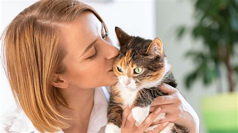 Do Cats Understand Kisses? 6 Signs That Cats Like Kisses - aniimad.com