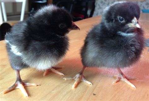 Barred Rock Baby Chicks on Wooden Table