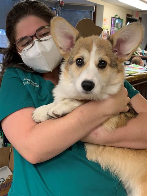 Best Veterinary Hospitals in Wilmington - Windcrest Animal Hospital Group