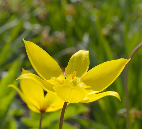 Are Tulips Perennials? 10 Best Tulips For Repeat Flowering