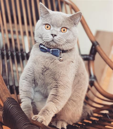 A gentleman and a scholar : r/britishshorthair